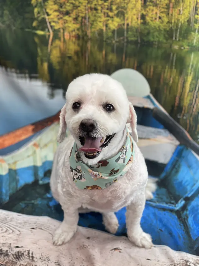 Starlight Grooming Salon and Mobile Pet Grooming — photo from the business 10
