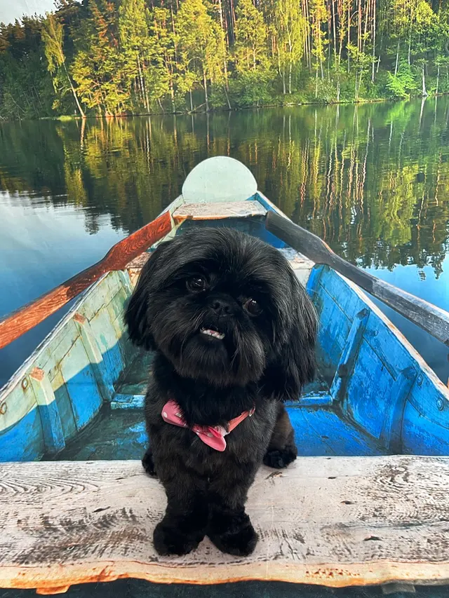 Starlight Grooming Salon and Mobile Pet Grooming — photo from the business 12