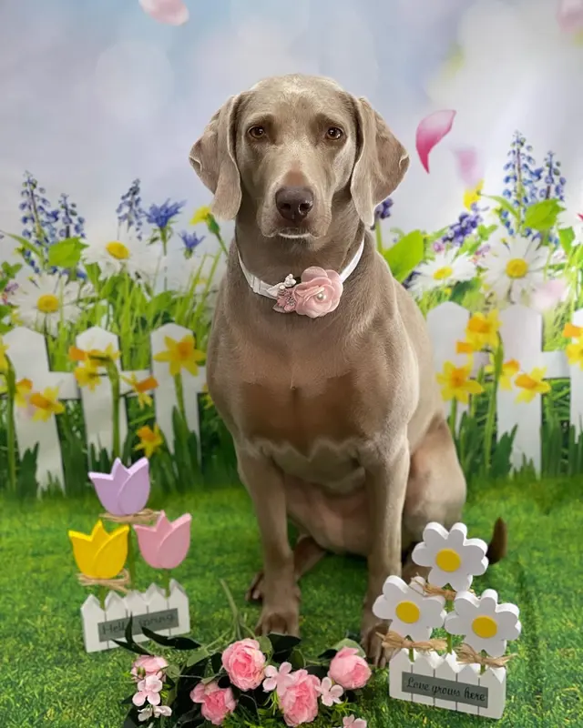 Starlight Grooming Salon and Mobile Pet Grooming — photo from the business 2