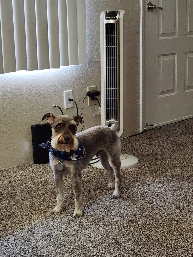 Joyful Noise Dog Grooming — customer photo 5