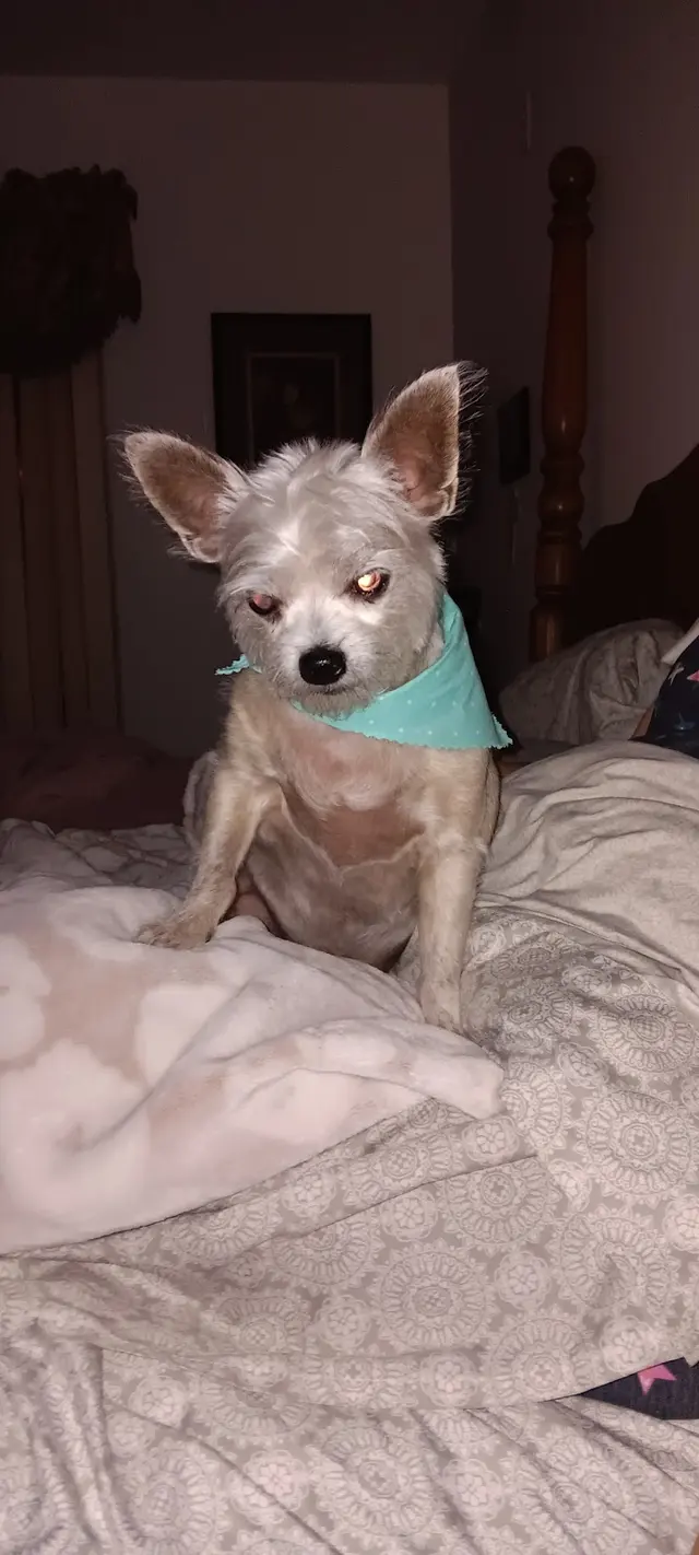 Customer photo of work by Joyful Noise Dog Grooming, from Joy Ferris's review