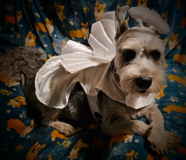 Joyful Noise Dog Grooming — customer photo 2