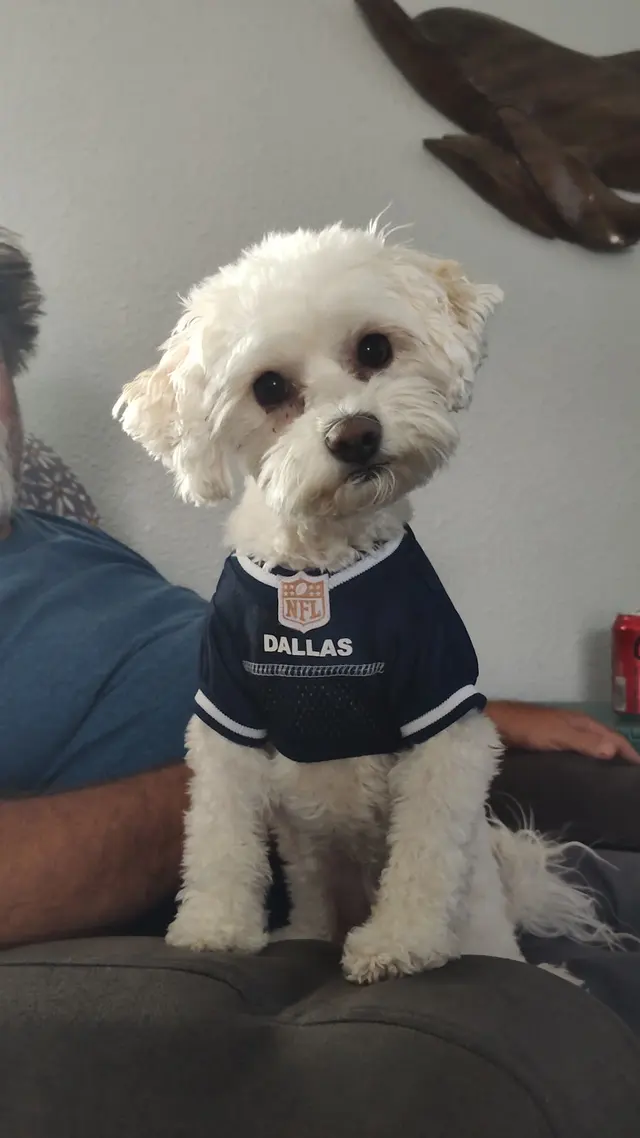 Joyful Noise Dog Grooming — customer photo 8