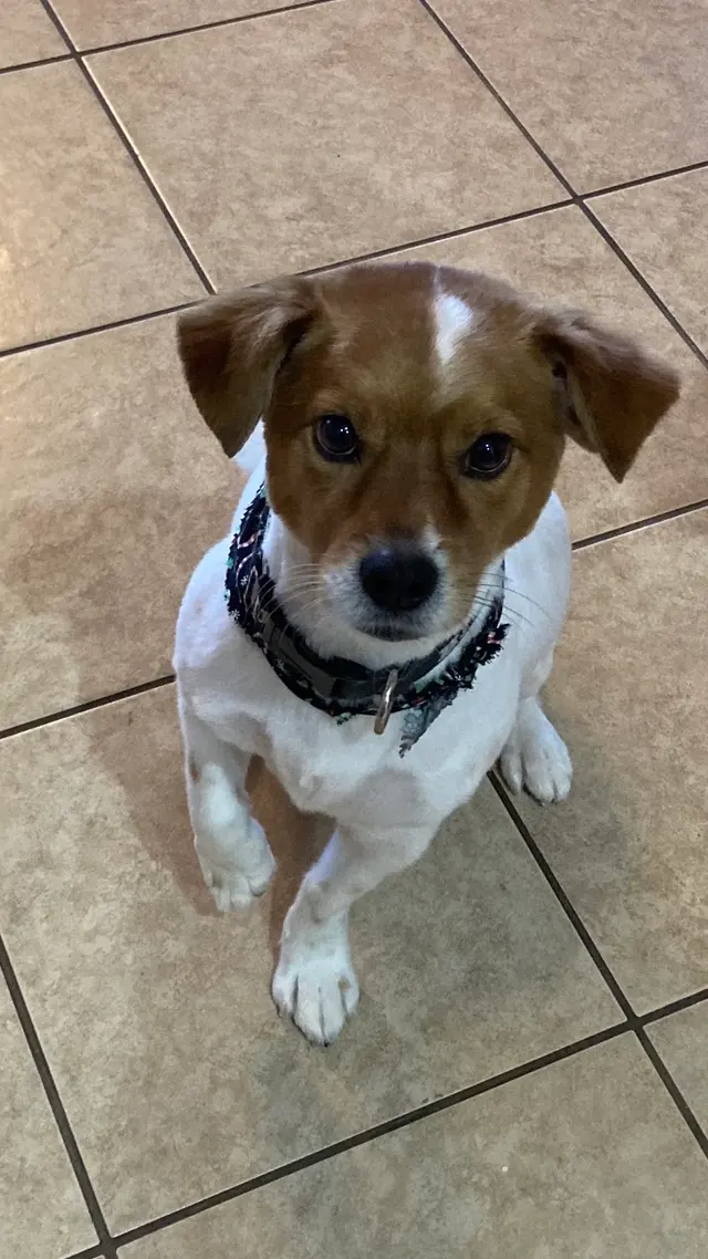Joyful Noise Dog Grooming — customer photo 10