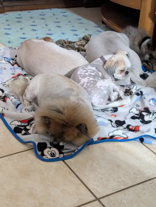 Joyful Noise Dog Grooming — customer photo 7