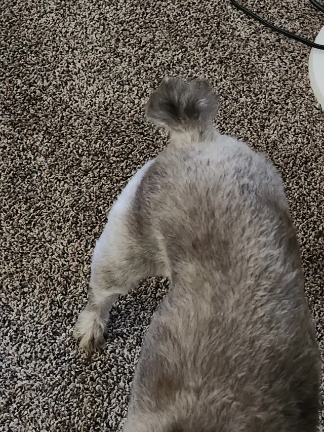 Joyful Noise Dog Grooming — customer photo 11
