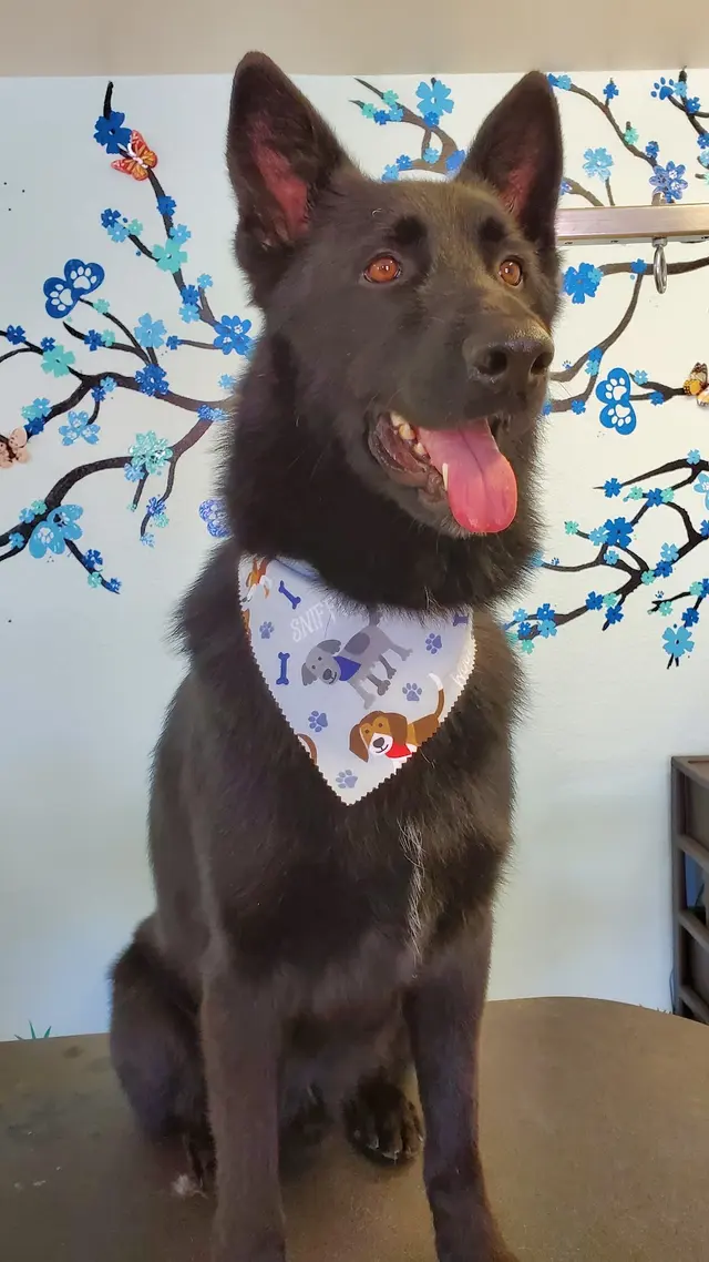 Wizard of Paws Pet Salon, Bullhead — photo from the business 6