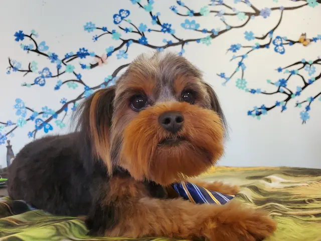 Wizard of Paws Pet Salon, Bullhead — photo from the business 5