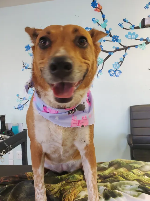 Wizard of Paws Pet Salon, Bullhead — photo from the business 11