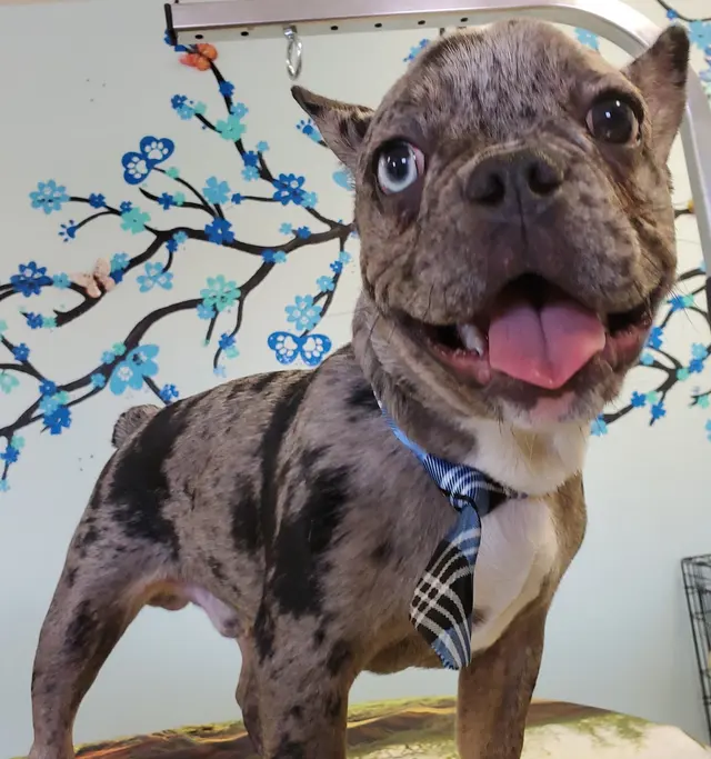 Wizard of Paws Pet Salon, Bullhead — photo from the business 1
