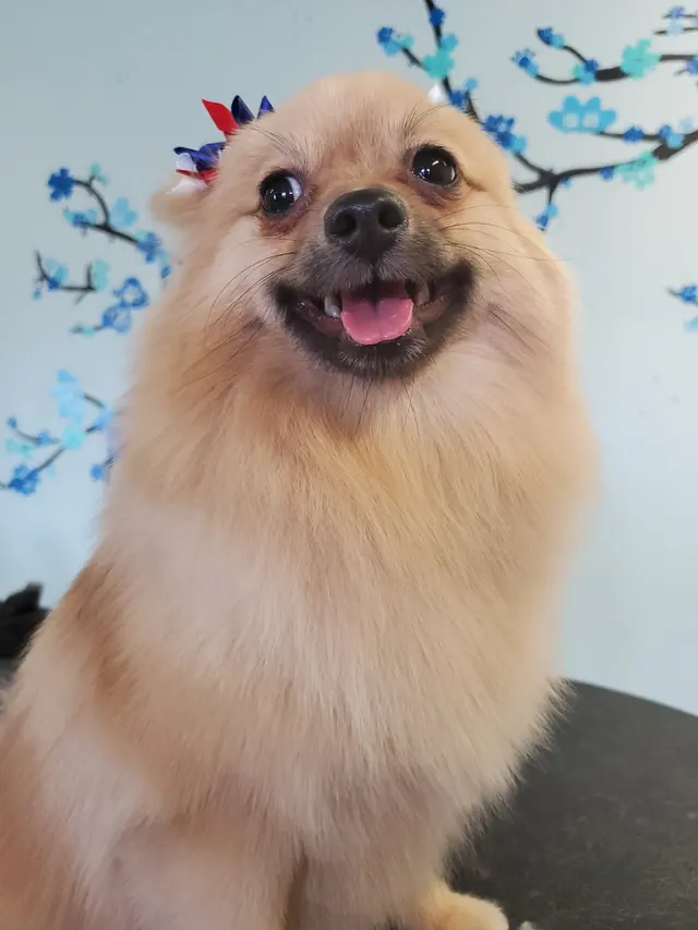Wizard of Paws Pet Salon, Bullhead — photo from the business 8