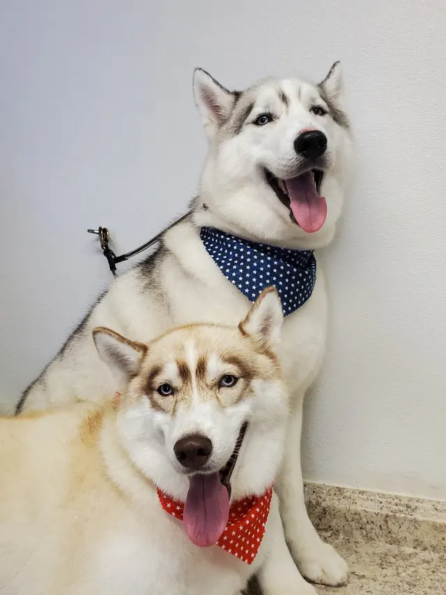 Wizard of Paws Pet Salon, Bullhead — photo from the business 3