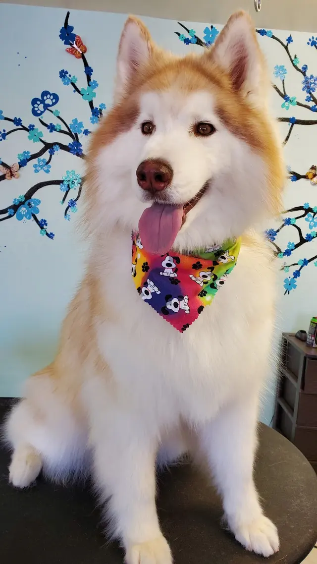 Wizard of Paws Pet Salon, Bullhead — photo from the business 7