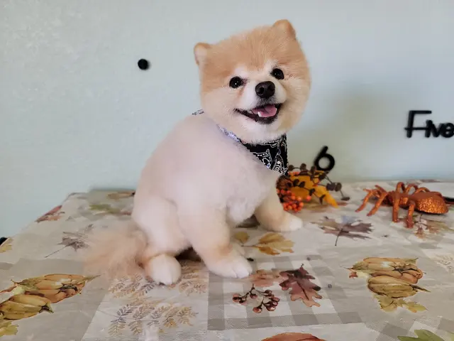 Wizard of Paws Pet Salon, Bullhead — photo from the business 4