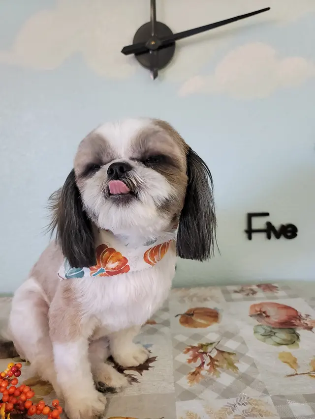 Wizard of Paws Pet Salon, Bullhead — photo from the business 2
