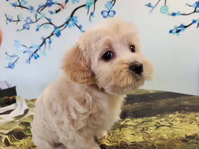 Wizard of Paws Pet Salon, Bullhead — photo from the business 10