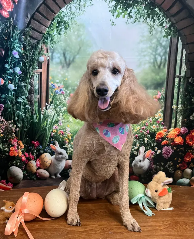 Precious Pets Grooming By Aubrey — photo from the business 4