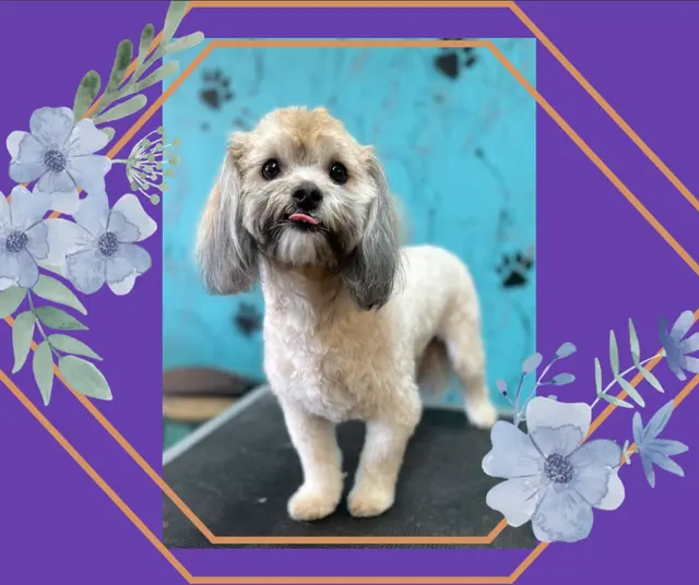 Precious Pets Grooming By Aubrey — photo from the business 8