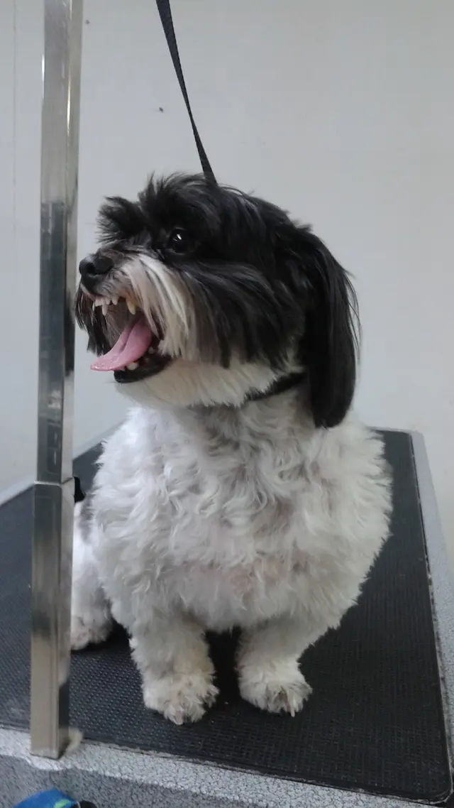 Precious Pets Grooming By Aubrey — customer photo 10