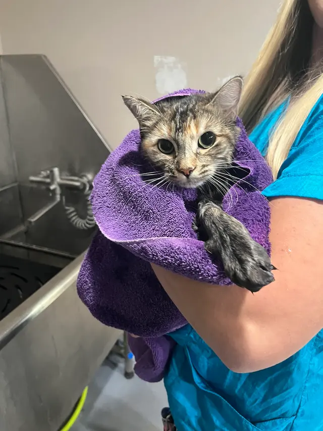 Precious Pets Grooming By Aubrey — photo from the business 5