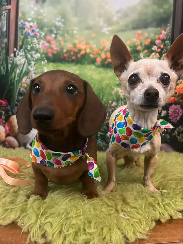 Precious Pets Grooming By Aubrey — photo from the business 9