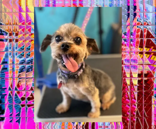 Precious Pets Grooming By Aubrey — photo from the business 6