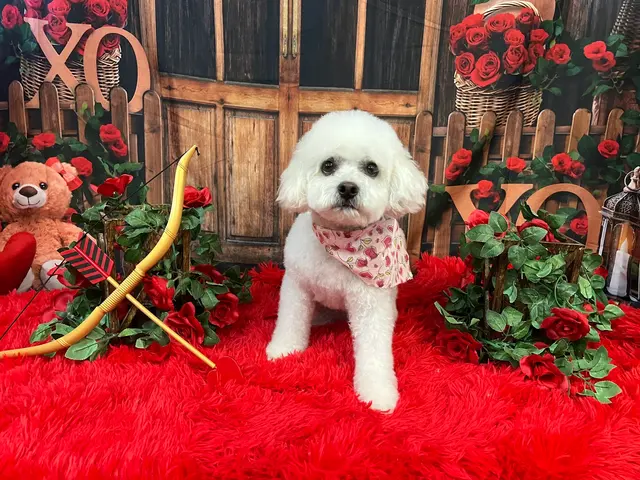 Precious Pets Grooming By Aubrey — photo from the business 2
