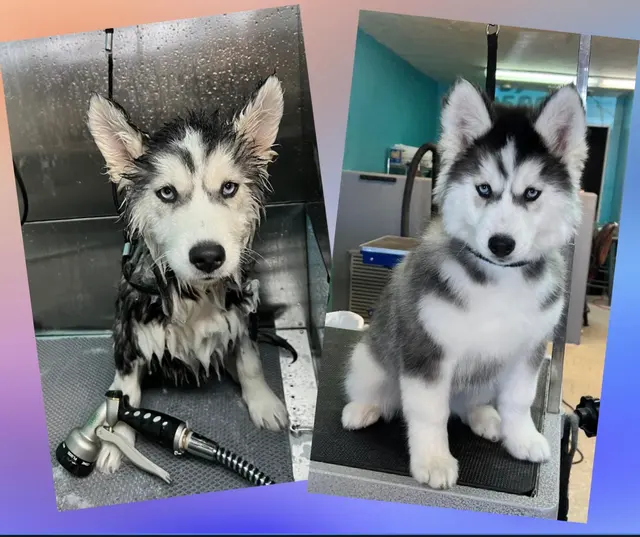 Precious Pets Grooming By Aubrey — photo from the business 12