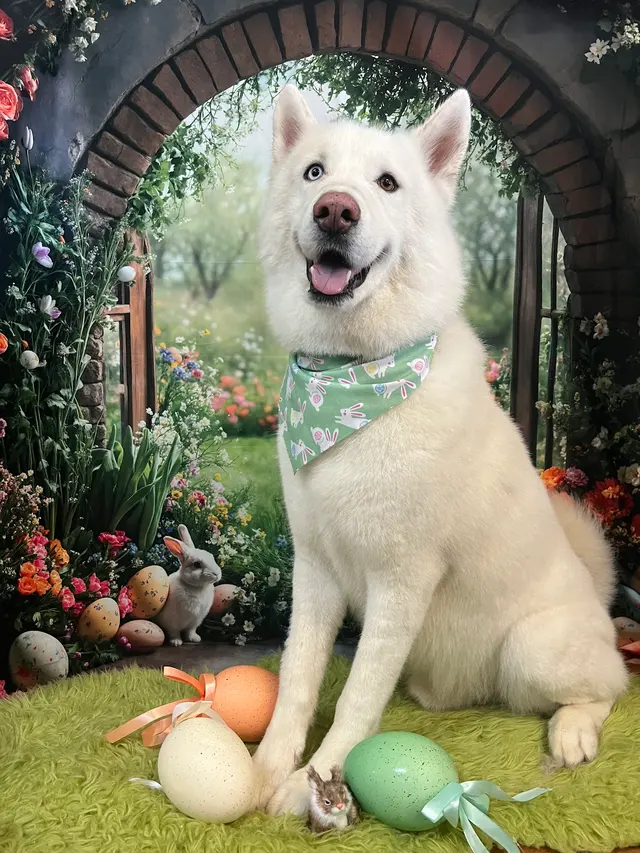 Precious Pets Grooming By Aubrey — photo from the business 11