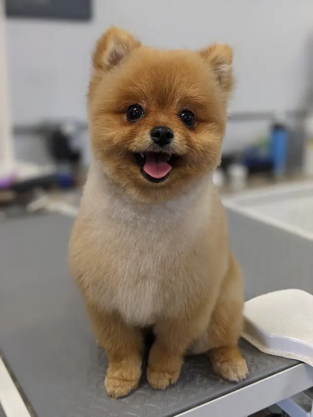 A Class Above Grooming — photo from the business 5