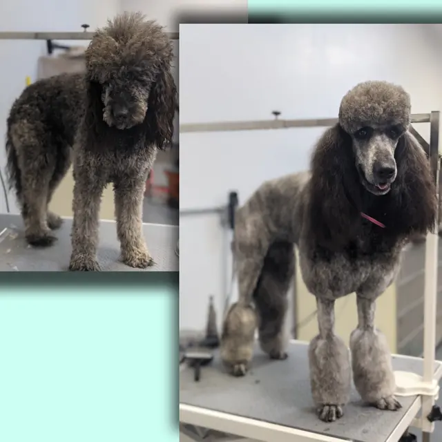 A Class Above Grooming — photo from the business 2