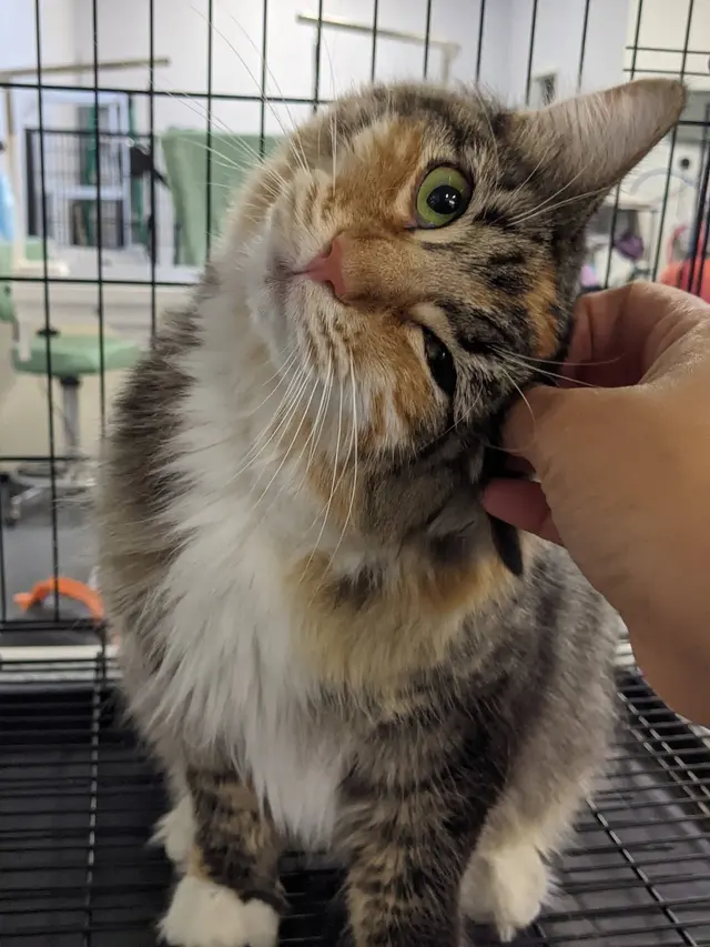 A Class Above Grooming — photo from the business 8
