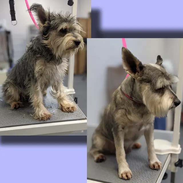 A Class Above Grooming — photo from the business 3