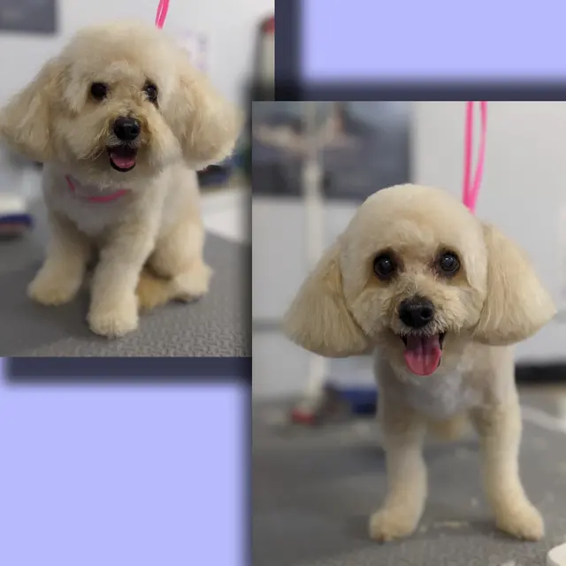 A Class Above Grooming — photo from the business 4