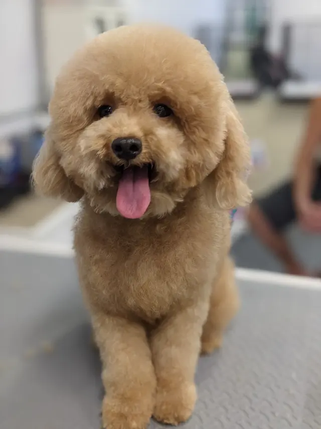 A Class Above Grooming — photo from the business 12