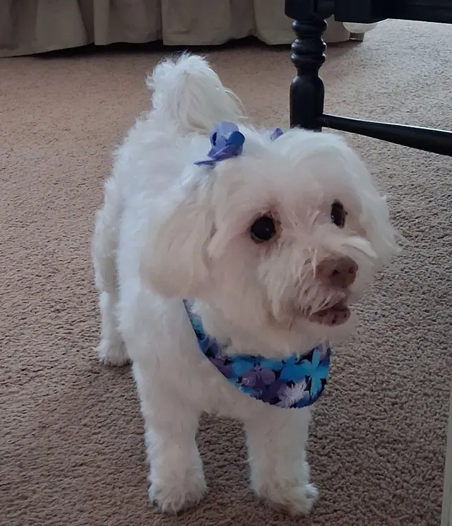 Customer photo from Darlene's review