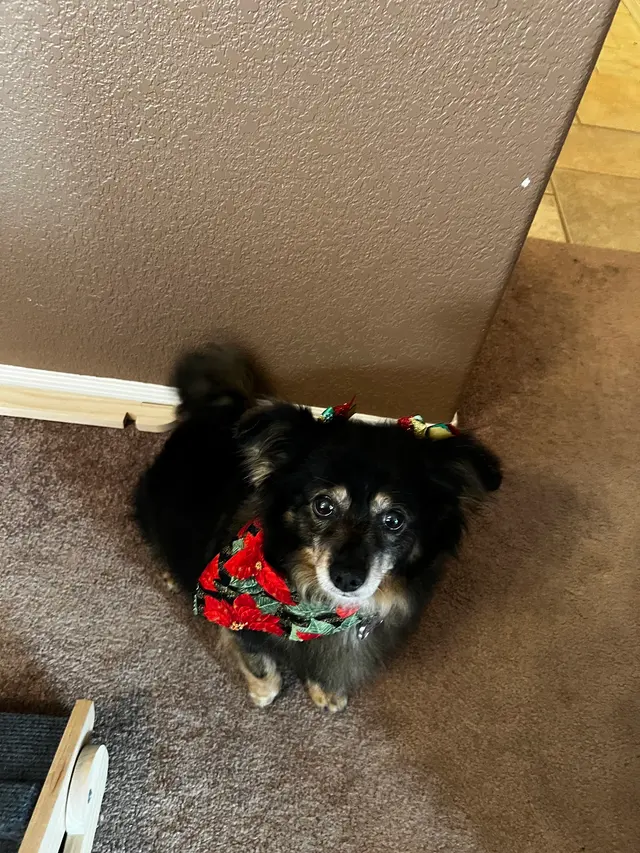 Desert Dogs Grooming — customer photo 11