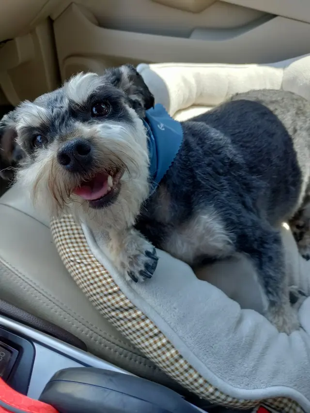 Desert Dogs Grooming — customer photo 3