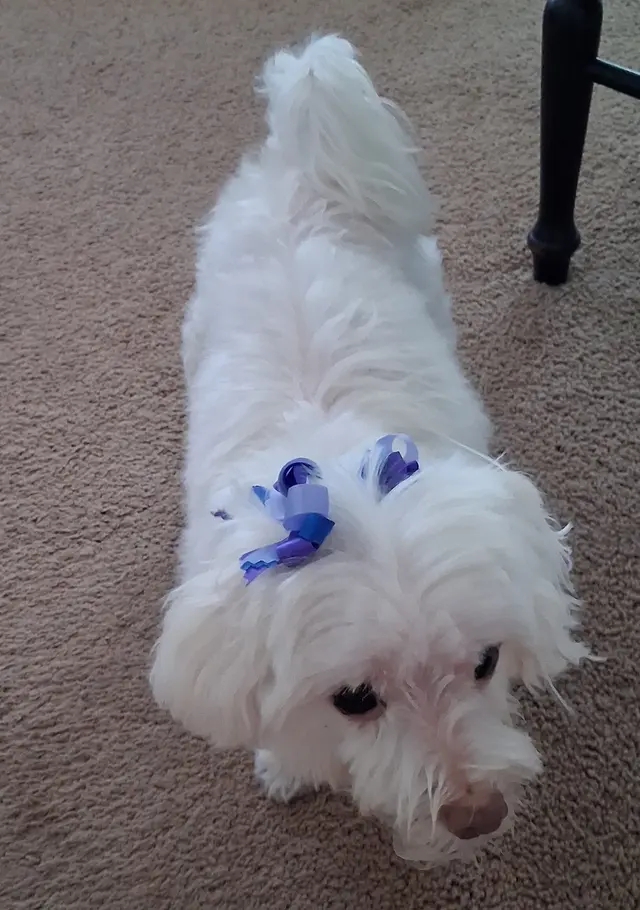 Customer photo from Darlene's review