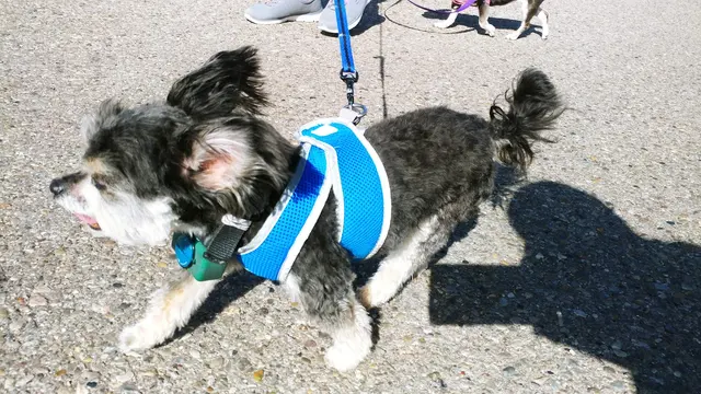 Desert Dogs Grooming — customer photo 6