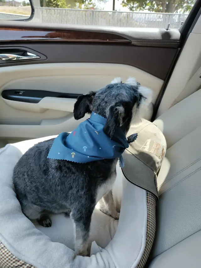 Desert Dogs Grooming — customer photo 9