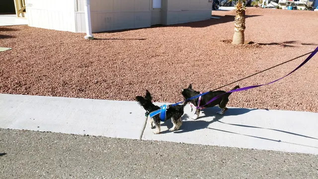Desert Dogs Grooming — customer photo 7