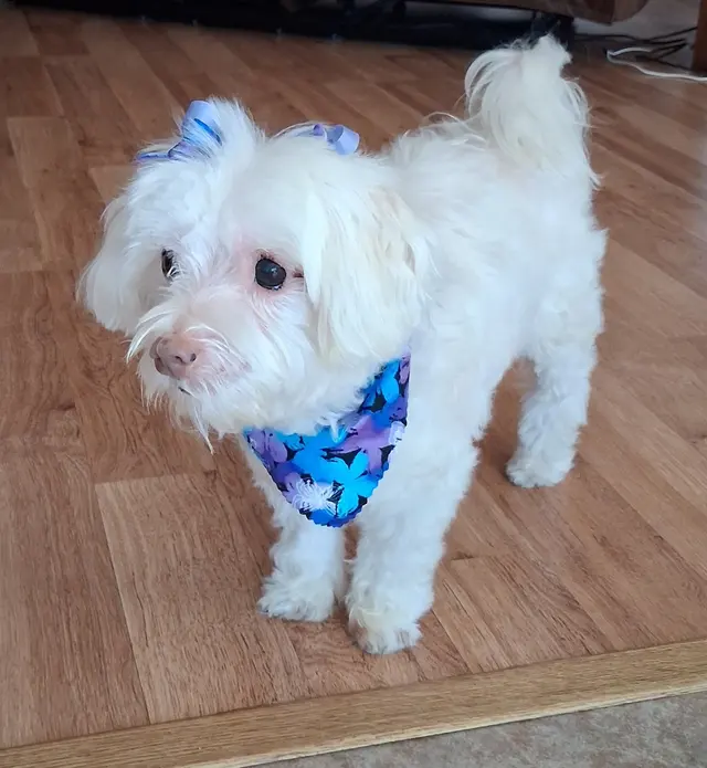 Customer photo from Darlene's review