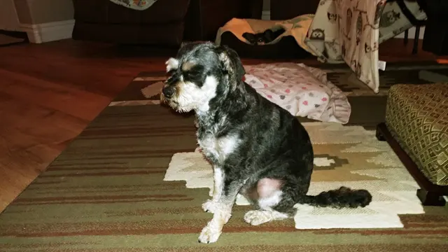 Desert Dogs Grooming — customer photo 4