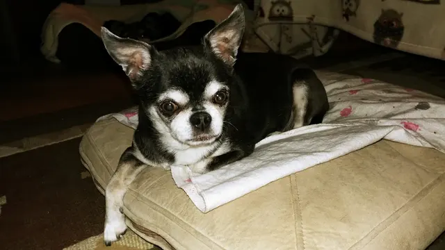 Desert Dogs Grooming — customer photo 5