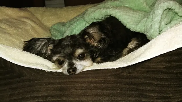 Desert Dogs Grooming — customer photo 10