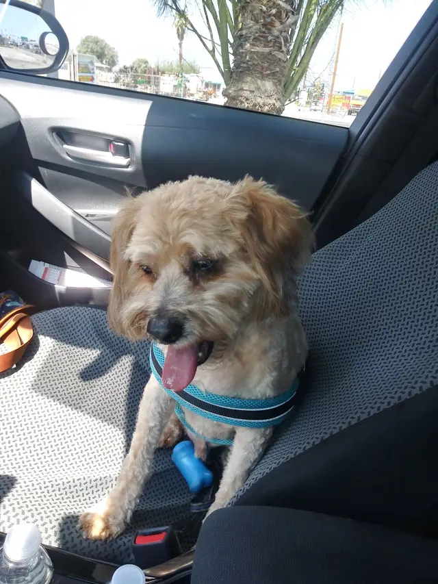 Pet Country Grooming — customer photo 11