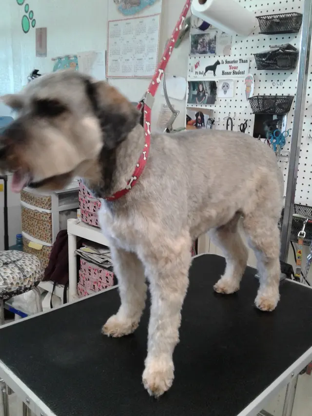 Pet Country Grooming — photo from the business 2