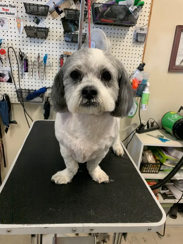 Pet Country Grooming — photo from the business 1