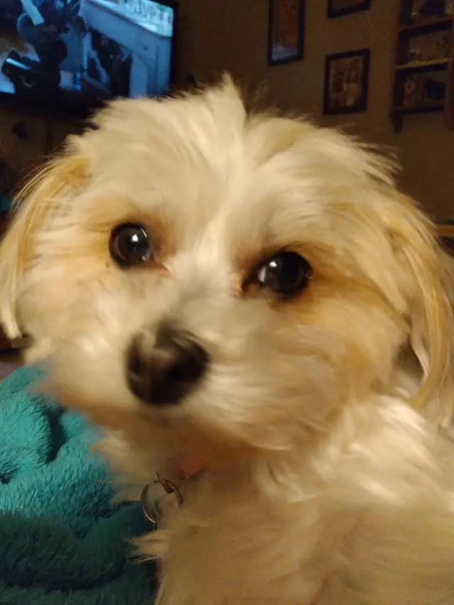 Pet Country Grooming — customer photo 4